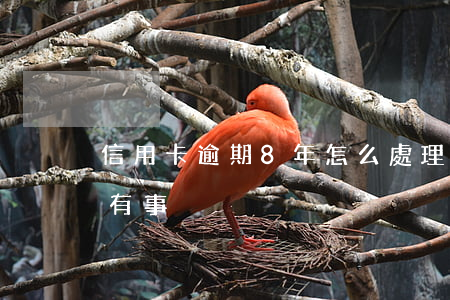 信用卡逾期8年怎么處理(信用卡逾期8年沒有事)