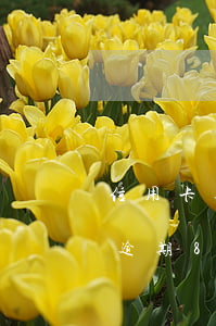 信用卡逾期8年沒有收到催款通知-信用卡逾期8年沒有收到催款通知怎么辦