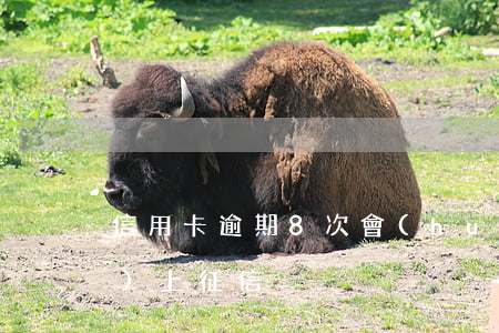 信用卡逾期8次會(huì)不會(huì)上征信