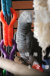 信用卡逾期8次現(xiàn)在(8張信用卡全部逾期)