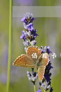 信用卡逾期8次貸款利率(逾期七次正常貸款)