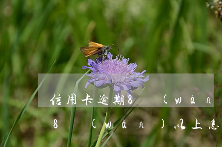 信用卡逾期8萬(wàn)以上(信用卡逾期8萬(wàn)以上怎么處理)