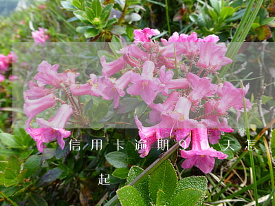 信用卡逾期90天怎樣(信用卡逾期90天怎樣起訴)