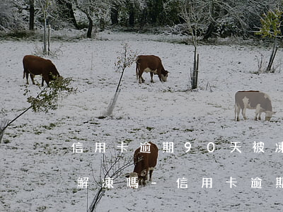 信用卡逾期90天被凍結(jié)了還能解凍嗎-信用卡逾期90天被凍結(jié)了還能解凍嗎