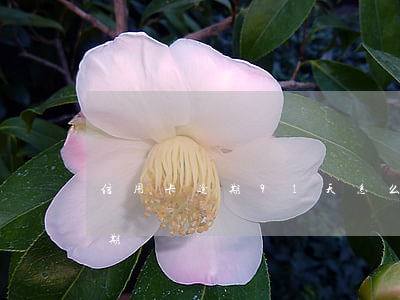 信用卡逾期91天怎么計算(信用卡90天逾期)