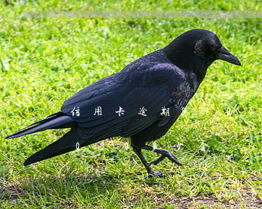 信用卡逾期99000多-信用卡逾期99000多少金額