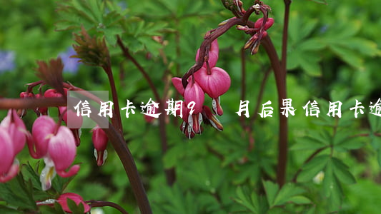 信用卡逾期9個月后果(信用卡逾期十個月)