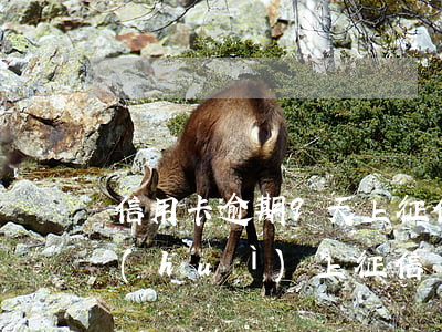 信用卡逾期9天上征信么(信用卡逾期7天會(huì)上征信嗎)