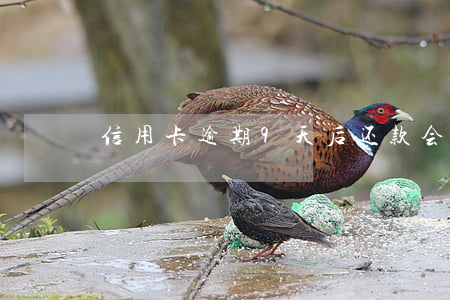 信用卡逾期9天后还款会怎样