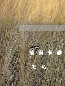 信用卡逾期9天如何處理(信用卡逾期90天怎么樣補(bǔ)救)