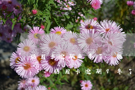 信用卡逾期9年了還能協(xié)商還款嗎-信用卡逾期9年了還能協(xié)商還款嗎怎么辦