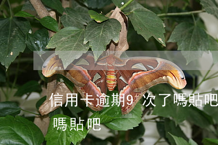 信用卡逾期9次了嗎貼吧 信用卡逾期9次了嗎貼吧