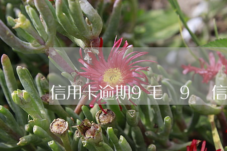 信用卡逾期9毛錢(9萬信用卡逾期會怎么樣)
