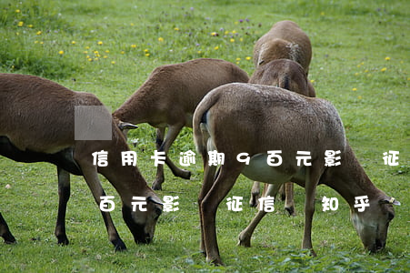 信用卡逾期9百元影響征信嗎(信用卡逾期9百元影響征信嗎知乎)