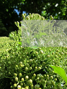 信用卡逾期N1是什么時候(n1有期限嗎)