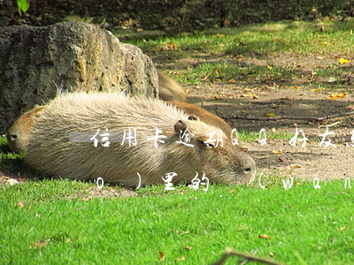 信用卡逾期QQ好友怎么知道(空調(diào)里的網(wǎng)怎么拿出來)