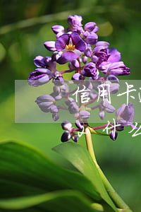 信用卡逾期cd2什么意思(信用卡逾期cd2什么意思)