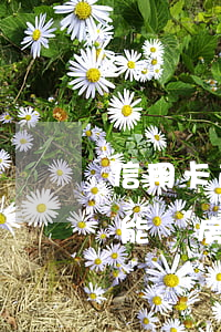 信用卡逾期m7能辦房貸嗎(信用卡逾期m7能辦房貸嗎)