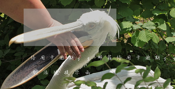 信用卡逾期qq邮箱(信用卡逾期qq邮箱收到法院提示函)