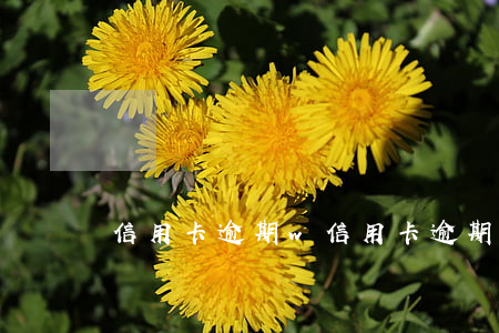 信用卡逾期w(信用卡逾期五天)