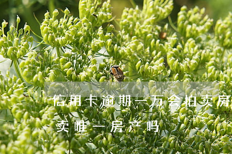 信用卡逾期一万会拍卖房子(欠信用卡钱会拍卖唯一房产吗)