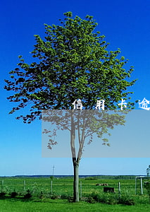 信用卡逾期一万多败诉怎么办