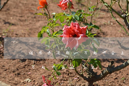 信用卡逾期一万起诉会上门么(信用卡逾期一万起诉会上门么)