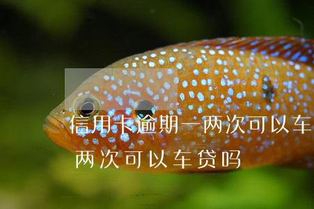 信用卡逾期一两次可以车贷吗(信用卡逾期一两次可以车贷吗)