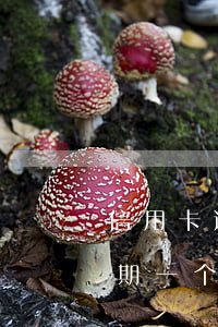 信用卡逾期一个多月会不会影响-信用卡逾期一个多月会不会影响征信