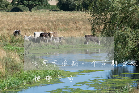 信用卡逾期一个星期会被停么(逾期一个月会被停卡吗)