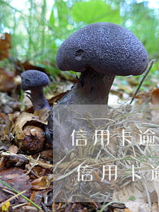 信用卡逾期一个月可以起诉吗-今年新规定信用卡逾期多久会起诉