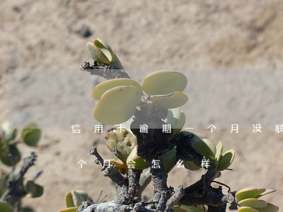 信用卡逾期一个月没联系我(欠信用卡逾期一个月会怎么样)