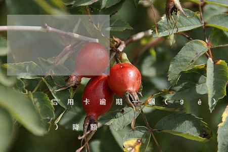 信用卡逾期一個(gè)多月還沒(méi)降額