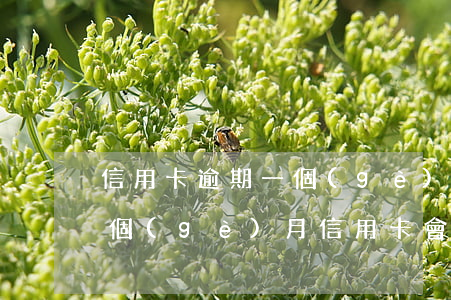 信用卡逾期一個(gè)星期有事嗎(逾期一個(gè)月信用卡會(huì)怎么樣)