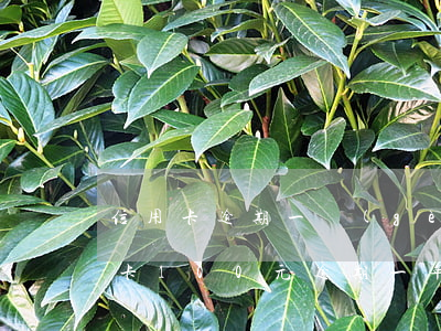 信用卡逾期一個(gè)月100利息(信用卡100元逾期一年還多少)