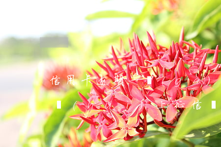 信用卡逾期一個(gè)月以內(nèi)會(huì)上征信嗎-信用卡逾期一個(gè)月以內(nèi)會(huì)上征信嗎知乎