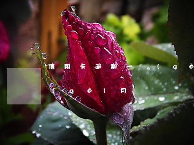 信用卡 逾期 一個(gè)月(信用卡 逾期 一個(gè)月)