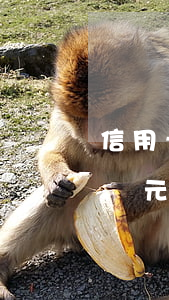 信用卡逾期一個(gè)月可以還多少錢(一萬元信用卡逾期一個(gè)月得還多少錢)