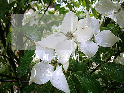 信用卡逾期一個(gè)月征信會(huì)怎么樣