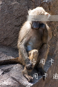 信用卡逾期一個(gè)月沒還還能用嗎（信用卡逾期一個(gè)月沒還還能用嗎）