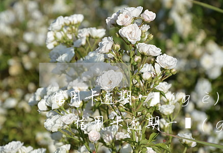 信用卡逾期一個(gè)月突然不打電話了-信用卡 逾期一個(gè)月
