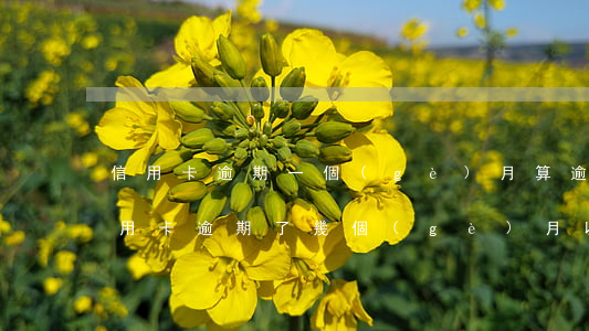 信用卡逾期一個(gè)月算逾期幾次 我信用卡逾期了幾個(gè)月以前每個(gè)月都還一點(diǎn)