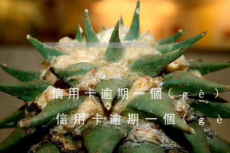 信用卡逾期一個(gè)月還款收多少錢-信用卡逾期一個(gè)月還款收多少錢利息