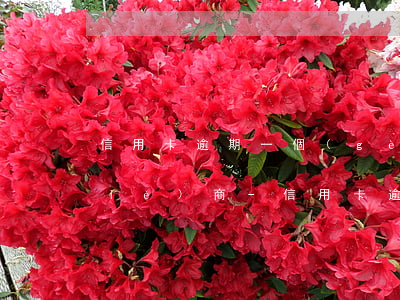 信用卡逾期一個(gè)月銀行不肯協(xié)商-信用卡逾期一個(gè)月銀行不肯協(xié)商怎么辦