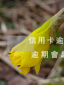 信用卡逾期一個多月會被起訴嗎(信用卡1萬逾期會起訴嗎)