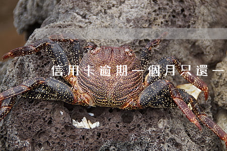 信用卡逾期一個月只還一元(逾期每月還1塊)