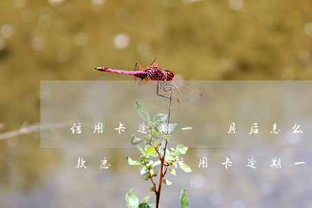 信用卡逾期一個月后怎么協(xié)商還款 忘記還信用卡逾期一個月會怎么辦