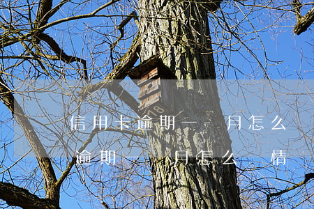 信用卡逾期一個月怎么寫情況說明-信用卡逾期一個月怎么寫情況說明書