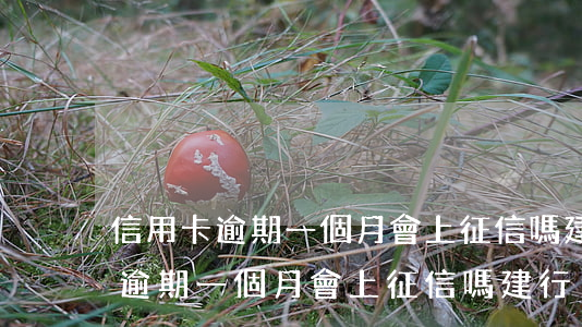 信用卡逾期一個月會上征信嗎建行-信用卡逾期一個月會上征信嗎建行