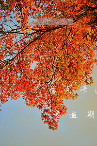 信用卡逾期一個月會不會上征信(有一筆信用卡逾期影響征信嗎)